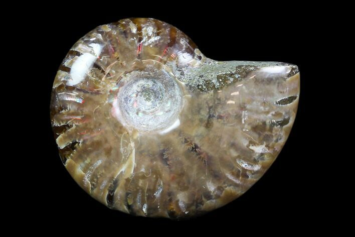 Iridescent, Red Flash Ammonite - Madagascar #82426